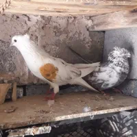 کفتر پرشی|پرنده|میناب, |دیوار