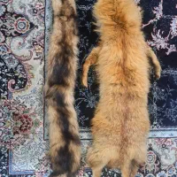 روباه دباغی شده|صنایع دستی و سایر لوازم تزئینی|باقرشهر, |دیوار