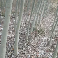 نهال صنوبرنیگرا اصل ترکیه وکبوده|خدمات باغبانی و درختکاری|قره ضیاالدین, |دیوار