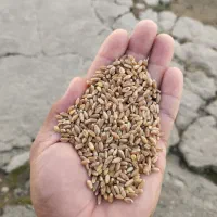 بذر گندم  آمریکایی تناژ بالای 13تن|عمده‌فروشی|اشنویه, |دیوار