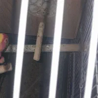 جوجه طوطی برزیلی صورت هلویی|پرنده|کهریزک, |دیوار