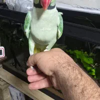 جفت شاه طوطی.|پرنده|شیراز, شهرک فرزانگان|دیوار