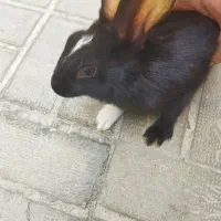 حیوانات خانگی|موش و خرگوش|فیروزآباد (فارس), |دیوار