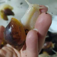 حلزون آلبینو|خزنده|کرج, شهرک بنفشه|دیوار