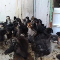 جوجه مرغ خروس|حیوانات مزرعه|قم, زنبیل آباد|دیوار