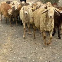 الو گوسفند شبانه روزی کل ایام هفته تحویل نیم ساعته|حیوانات مزرعه|تهران, فلسطین (میدان انقلاب)|دیوار