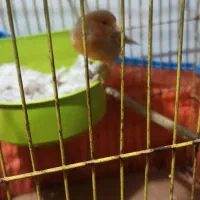 فروش یک عدد ماده قناری آهویی