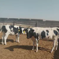 تلیسه،گوساله،گاو