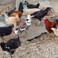 فروش تعدادی مرغ و خروس کردی بوقلمون کردی|حیوانات مزرعه|گیلان غرب, |دیوار