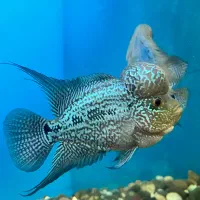 فلاور|ماهی|نسیمشهر, |دیوار