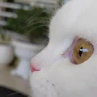 فروش به خاطر مهاجرت|گربه|سردشت, |دیوار