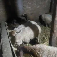 کوسفند کوشتی|حیوانات مزرعه|ویلکیج, |دیوار