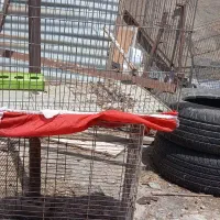 قفس قناری و مرغ عشق،پرنده