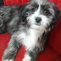 توله سگ شیتزو تریر ماده|سگ|کرمان, |دیوار