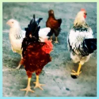 مرغ و خروس ۶ ماهه و یک جوجه مرغ ۴ ماهه