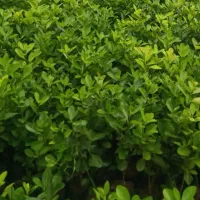 گل وگیاه شمشاد و پاپیتال مناسب باغ ویلا