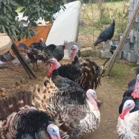 بوقلمون نر بالغ گوشتی