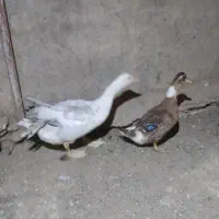 غاز   و اردک محلی