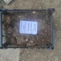 کود گوسفندی