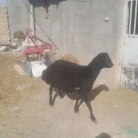 یک عدد بره قوچ|حیوانات مزرعه|سجاس رود, |دیوار