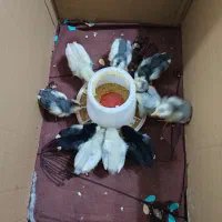 جوجه گلین|حیوانات مزرعه|شفت, |دیوار