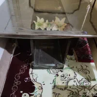جلومبلی باچهارعددعسلی درحدنو