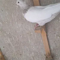 سینه سوسنی|پرنده|شیراز, حومه شیراز|دیوار