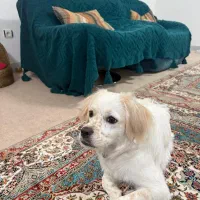 واگذاری رایگان پسر شیتزو تریر هشت ماهه