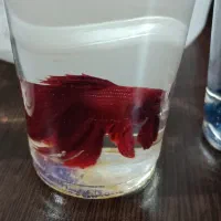 ماهی فایتر|ماهی|تهران, شاهین|دیوار