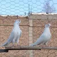 نرو ماده درجه یک