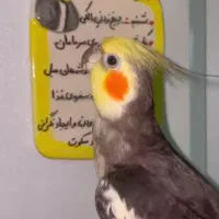 عروس هلندی گمشده