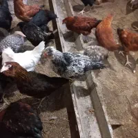 مرغ وخروس رسمی ،محلی،مرندی،گلپایگان،|حیوانات مزرعه|کرج, کمال‌شهر|دیوار