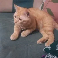 گربه