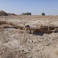 فرغون،کنده خشک چند ساله