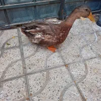 اردک نر|حیوانات مزرعه|شیراز, زرگری|دیوار