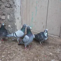 دوبر نر ماده جمع ۶ عدد