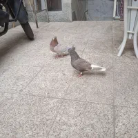 کفتر سرور زردی م دم سفید