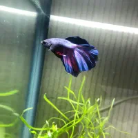 فایتر هافمون گلکسی