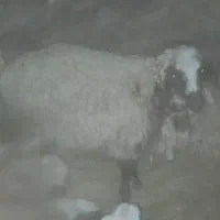 سلام ۲۰ راس بزوکره بومی بیابونی و ۱۵عدد غوریت