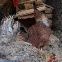 ۵عدد مرغ تخم گذار ویک عدد خروس بزرگ|حیوانات مزرعه|زرند, |دیوار