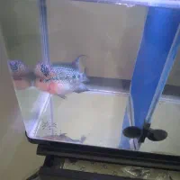 ماهی فلاور|ماهی|تهران, هفت چنار|دیوار