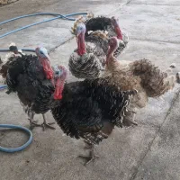 فروش بوقلمون ،با تخفیف پای معامله