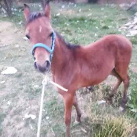 فروش کره ماده دوسر عرب پنج ماه|اسب و تجهیزات اسبسواری|سپیدان, |دیوار