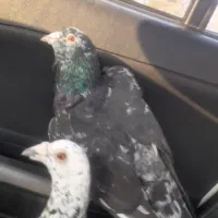 کفتر سار سبز المانی رنگه