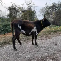 لیشه چالوسی گاو ماده