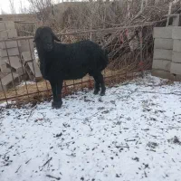 قوچ موسیم فرکامل|حیوانات مزرعه|فیروزآباد (آذربایجان), |دیوار