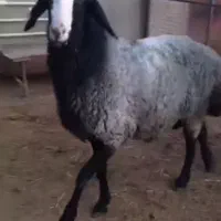 گوسفند|حیوانات مزرعه|قزوین, |دیوار