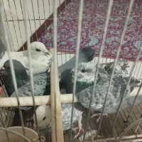 کبوتر|پرنده|صدرا-فارس, فاز ۱|دیوار