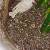 ۴ جفت مرغ عشق و یک عدد فنچ|پرنده|بوشهر, |دیوار