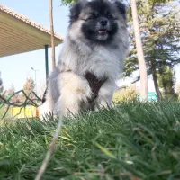 سگ ۳ عدد|سگ|هشتگرد, شهرک کوثر|دیوار